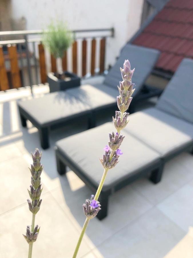 Cejkovsky Dvorek سيكوفيتش المظهر الخارجي الصورة